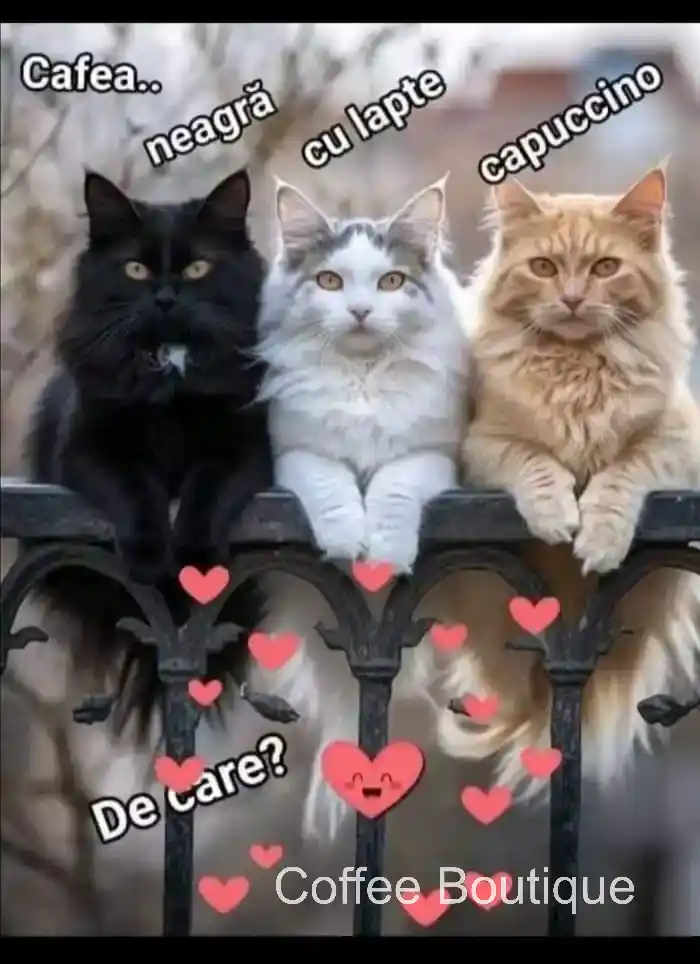 Coffee Boutique Gallery